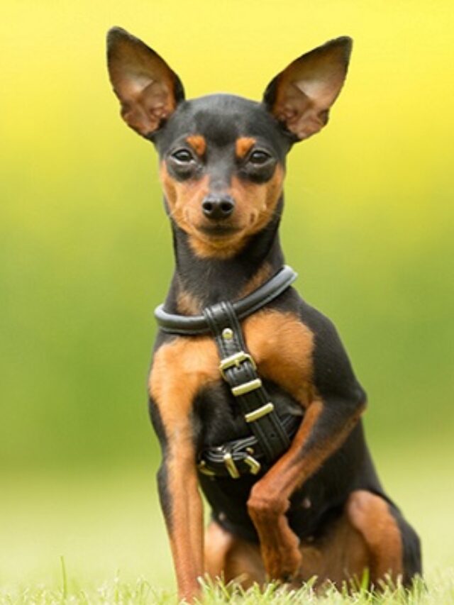 Temperamento do Pinscher entenda a raça Dicas Grátis