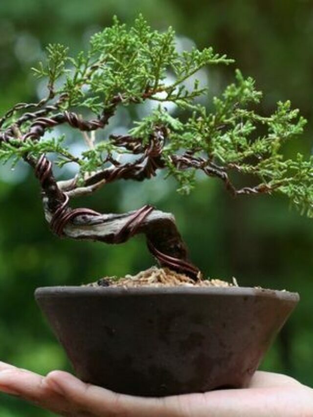 Como cuidar de um bonsai: confira as dicas